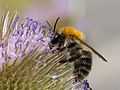 Bombus pascuorum Zurich lateral.jpg