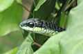 Boomslang - Western Cape.jpg