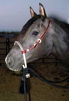 A head shot of a black horse wearing a headstall with a rawhide braided noseband