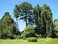 Botanical Garden of Peradeniya 04.jpg