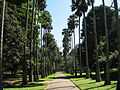 Botanical Garden of Peradeniya 05.jpg