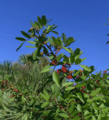 Brazilian-Pepper (2924622257).png