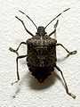 Brown marmorated stink bug.jpg