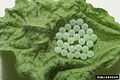 Brown marmorated stink bug eggs on leaf.jpg