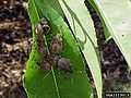 Brown marmorated stink bug nymphs instar.jpg