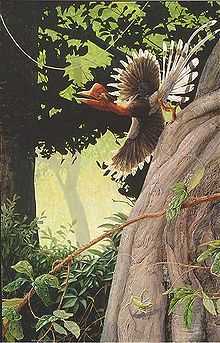 Painting of a Helmeted Hornbill in flight