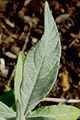 Buddleja fallowiana leaf.jpg