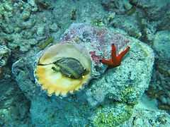 Bursa bubo and sea stars.JPG