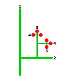 Diagram showing a large branch, numbered 1, with a secondary branch numbered 2, which in turn produces tertiary branches numbered 3 smaller sub-branches numbered 4, one of which in turn produces a side branch numbered 5. Flowers appear at the ends of branches numbered 3, 4, and 5