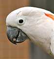 Cacatua moluccensis -profile -head-8a.jpg