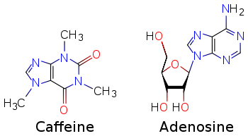 Two skeletal formulas: left - caffeine, right - adenosine.