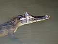 Caiman crocodilus (Tortuguero).jpg