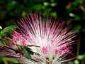 Calliandra brevipes 12.JPG