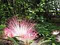 Calliandra brevipes 13.JPG