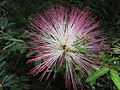 Calliandra brevipes 14.JPG