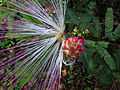 Calliandra brevipes 15.JPG