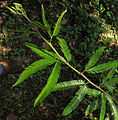 Calliandra brevipes 17.JPG