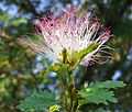 Calliandra surinamensis (3).jpg