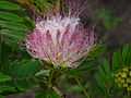 Calliandra surinamensis 0002.jpg