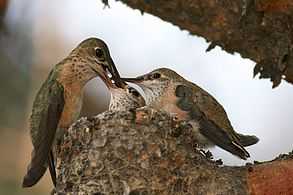 Hummingbird perched on edge of tiny nest places food into mouth of one of two chicks