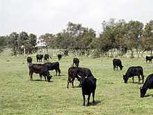 Camargue cattle at pasture