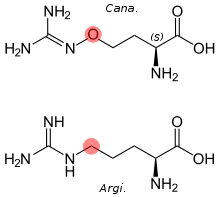 Side-by-side comparison of the structures of arginine and canavanine, with the difference highlighted