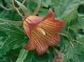 Canarina canariensis Tenerife (02).jpg