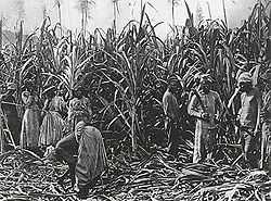 Black-and-white photo of sugar cane standing in field