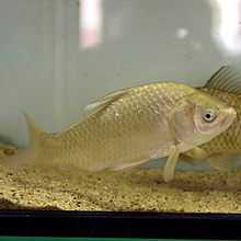 Japanese (white) crucian carp