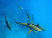 Photo of dozens of sharks swimming in shallow water over pink coral