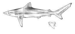 pencil drawing of a shark and a triangular, serrated tooth with an angled tip