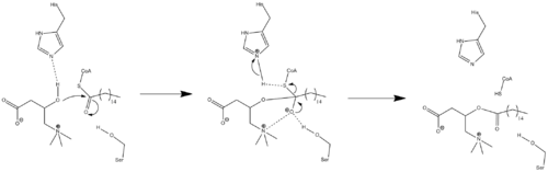 An arrow-pushing mechanism for the action of carnitine palmitoyltransferase.