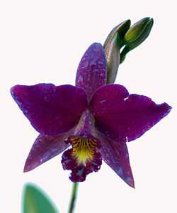 Cattleya photo D Ramey Logan.jpg