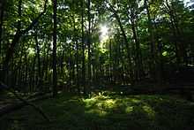 The sun shines through a green canopy of beech trees