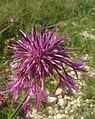 Centaurea scabiosa2.jpg