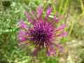 Centaurea scabiosa detail.jpeg