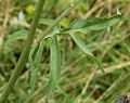 Centaurea scabiosa leaf kz1.jpg