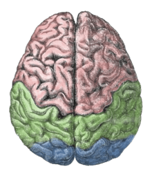 Diagram of the human brain.