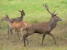 Red Deer