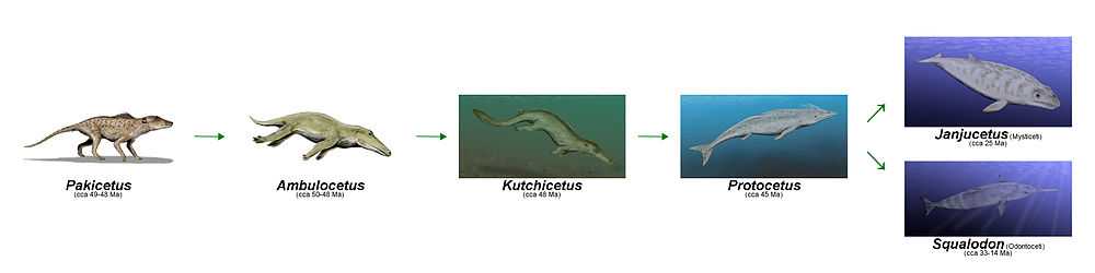 Illustrative representation of the cetacean evolution