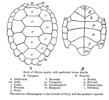 Drawing of turtle carapace and plastron showing respectively, vertebral, costal, marginal, and supracaudal and intergular, gular, pectoral, abdominal, humeral, femoral, anal, axillary (anterior inframarginal) and ingiunal (posterior inframarginal) shields