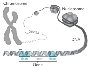 DNA and gene diagram