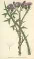 Cirsium palustre.jpg
