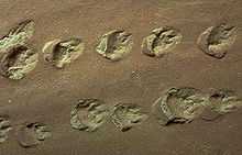 Indentations of roundish footprints with claw or toe marks in tan-colored rock