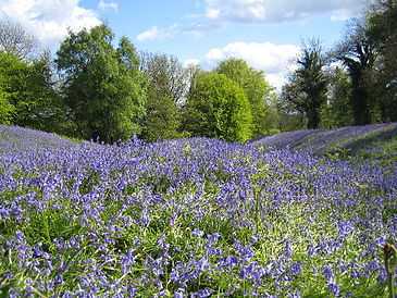 Ramparts of Iron Age hill fort covered in bluebells