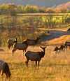 A sunlit field has six antlerless elk standing in it, with several more resting on the ground