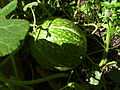 Cucurbita ficifolia Ficifolia verda77.jpg