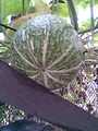 Cucurbitales - Cucurbita ficifolia 1 - 2011.09.02.jpg