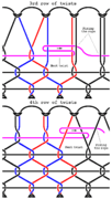 Schematic of third and fourth row of twists on a djembe