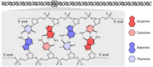 DNA chemical structure diagram showing how the double helix consists of two chains of sugar-phosphate backbone with bases pointing inwards and specifically base pairing A to T and C to G with hydrogen bonds.